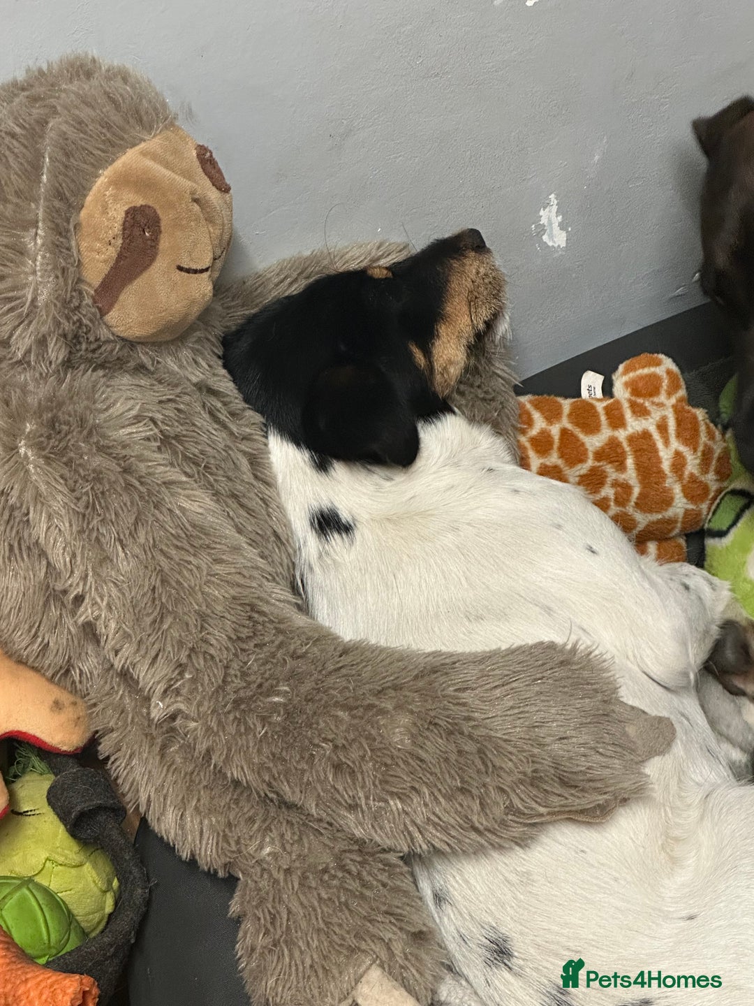 Jack Russell dogs for sale: Jack Russell pup - Image 1