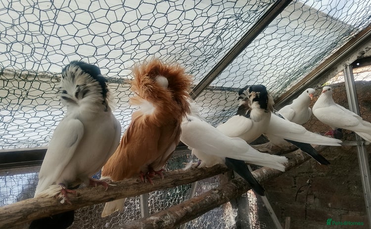 Pigeons birds - Advert 2