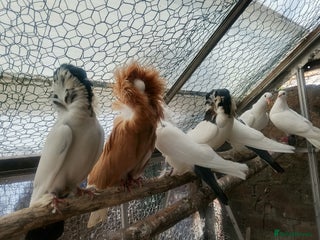 Pigeons birds - Advert 21