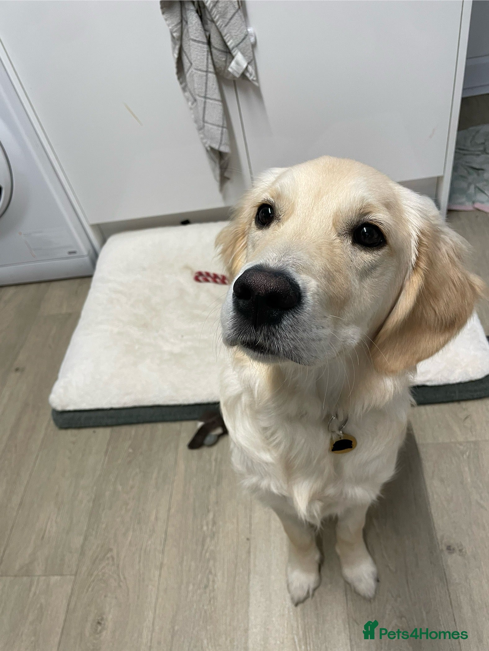 Golden Retriever dogs 7 month old Golden Retriever named Scout - Advert 15