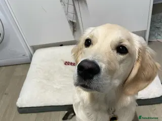 Golden Retriever dogs 7 month old Golden Retriever named Scout - Advert 15