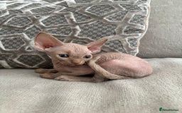 Devon Rex cats for sale: TICA Registered- Lilac Devon Rex Kittens - Image 23