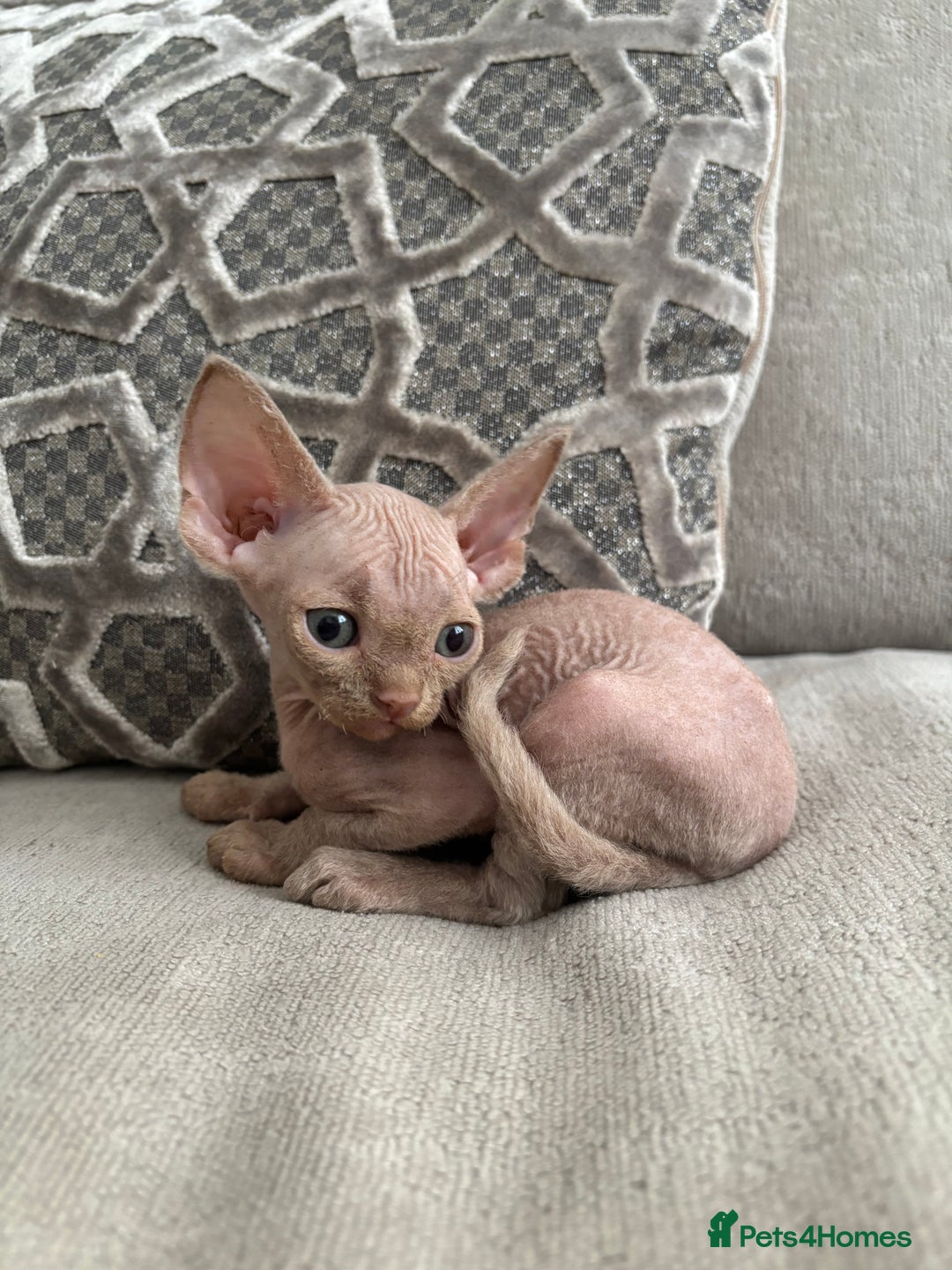 Devon Rex cats for sale: TICA Registered- Lilac Devon Rex Kittens - Image 23