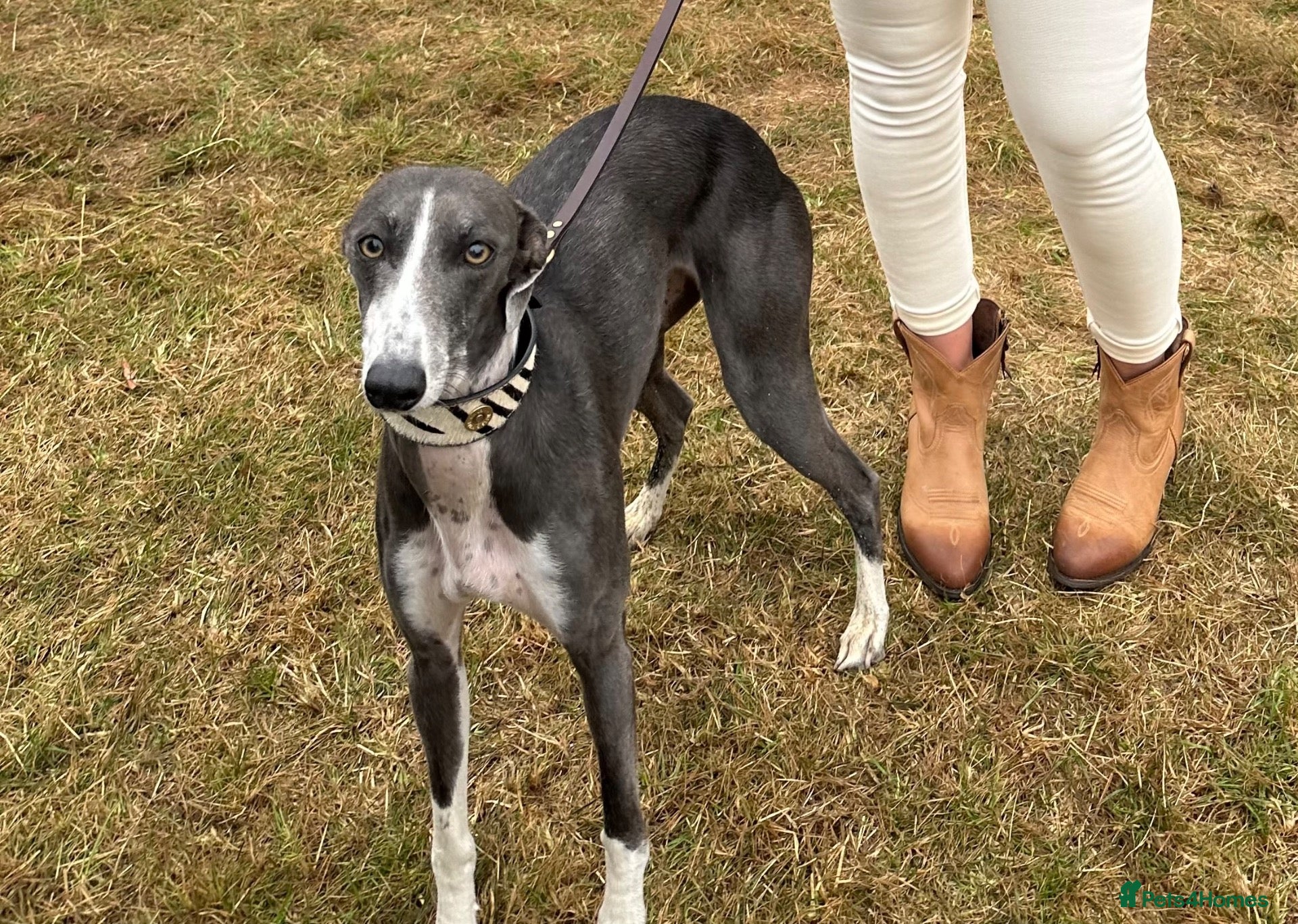 Mixed Breed dogs Bedlington Whippet  - Advert 1