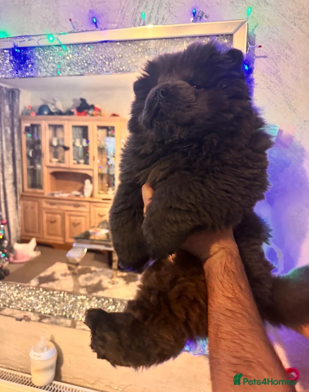 Chow Chow dogs for sale: Chow chow puppies  - Advert 6