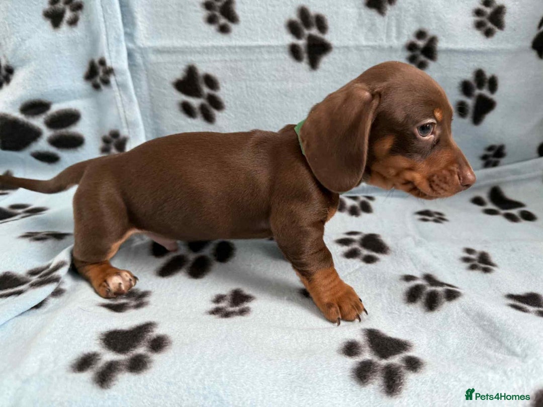 Miniature Dachshund dogs for sale: Gorgeous miniature dachshund puppies - Image 8