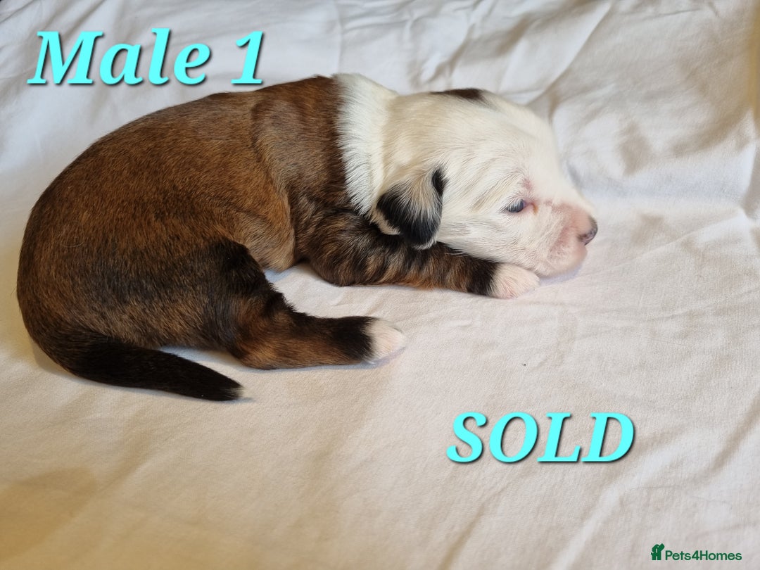 Tibetan Terrier dogs for sale: Tibetan terrier puppies for sale - Image 6
