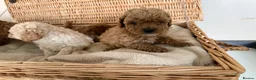 Cavapoo dogs for sale: Beautiful curly Cavapoo pups 5 🌟 licensed breeder - Advert 7
