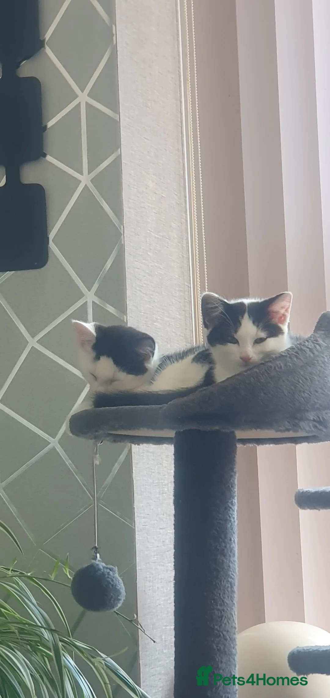 Mixed Breed cats for sale: Kittens needing forever homes - Advert 5