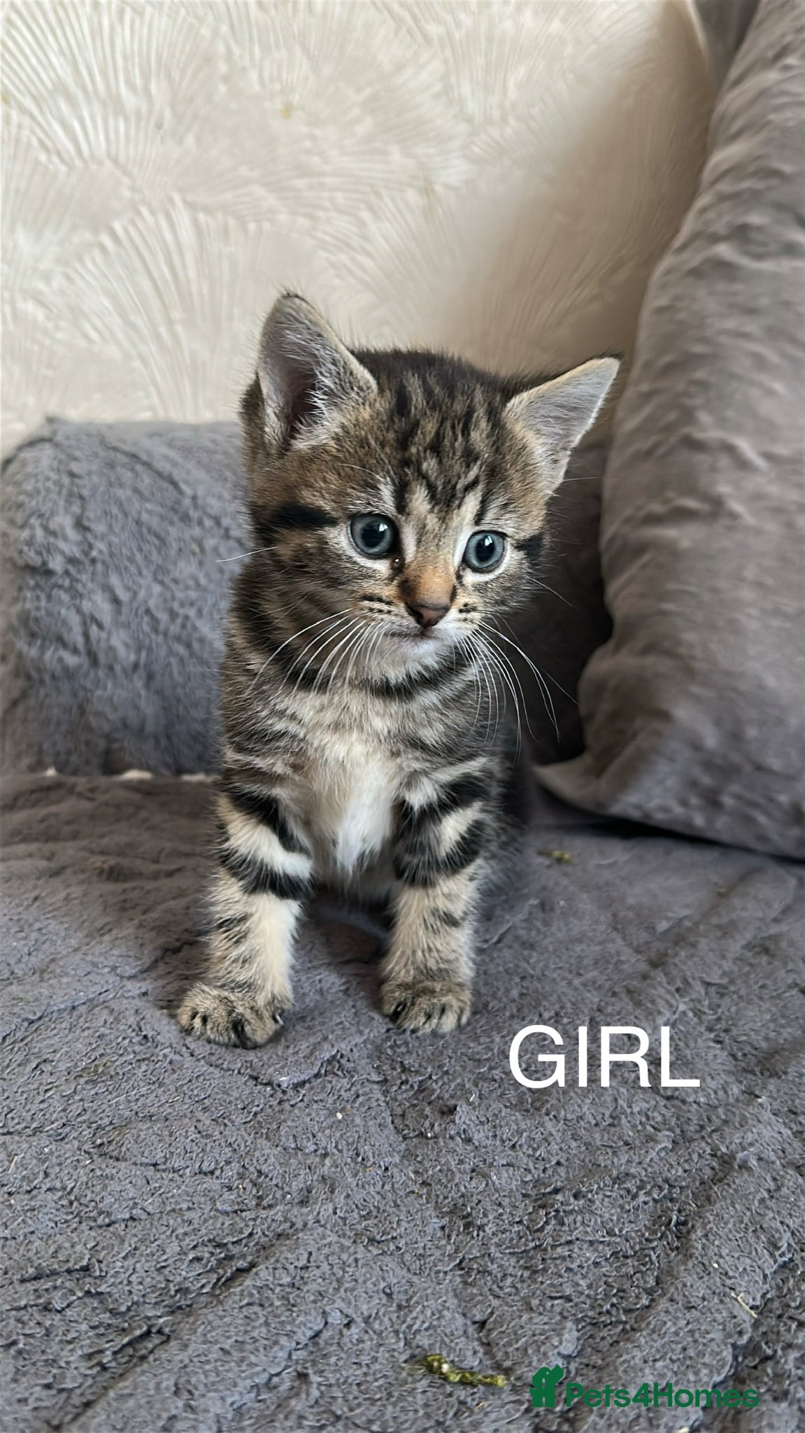 Mixed Breed cats THREE ADORABLE KITTENS, London - Advert 2