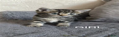 Mixed Breed Kitten 1