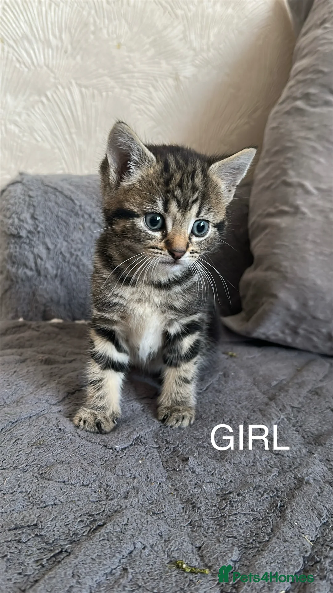 Mixed Breed cats for sale: THREE ADORABLE KITTENS, London in London - Advert 2