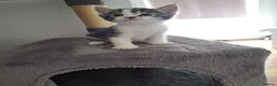 Mixed Breed cats for sale: Kittens - Advert 11