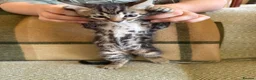 Bengal cats for sale: Exceptional Bengal Heritage Kittens in Llangammarch Wells - Advert 29