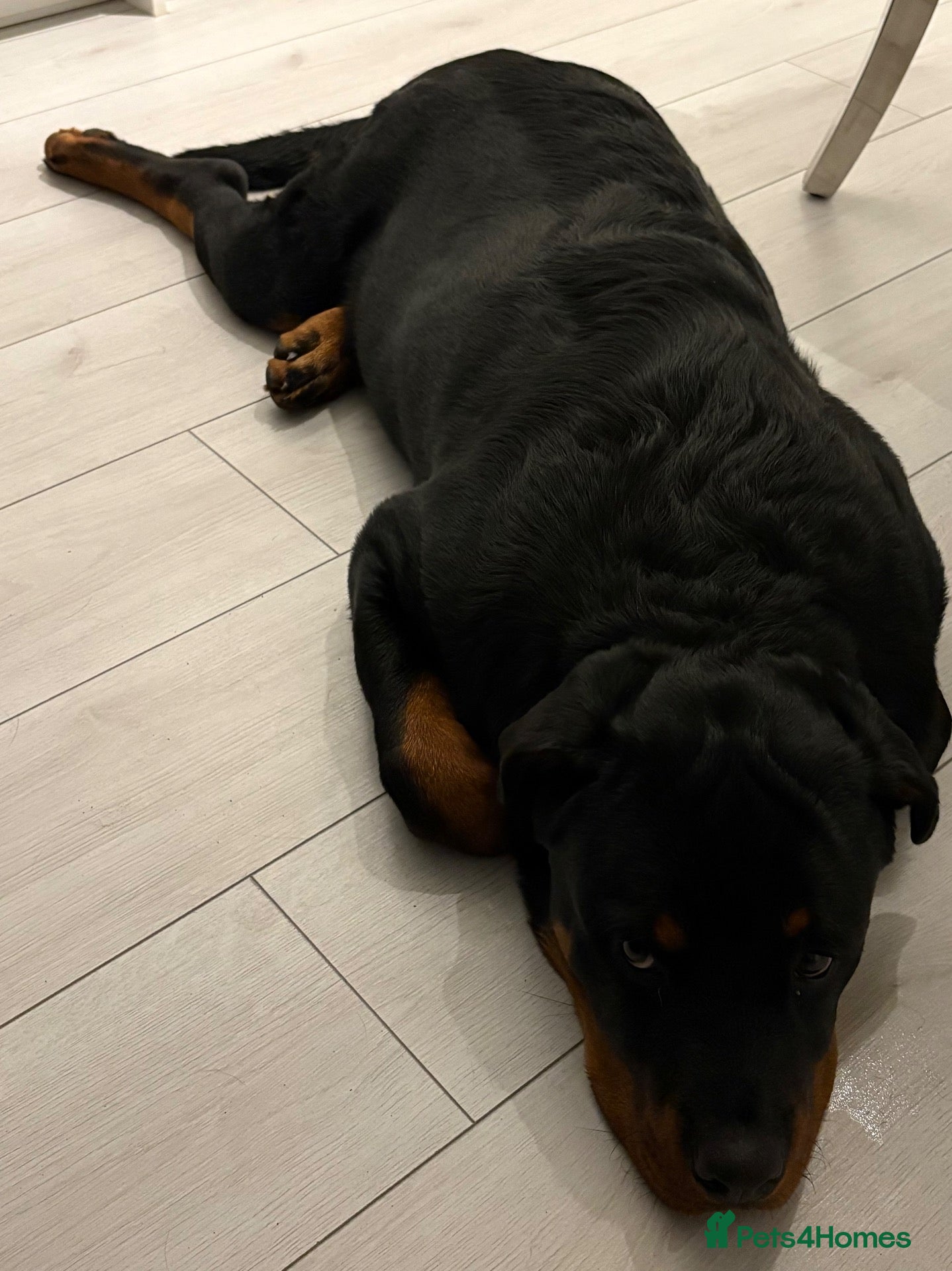 Rottweiler dogs Rottweiler  - Advert 12