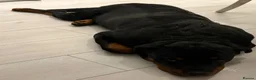 Rottweiler dogs for sale: Rottweiler  in Buckingham - Advert 1
