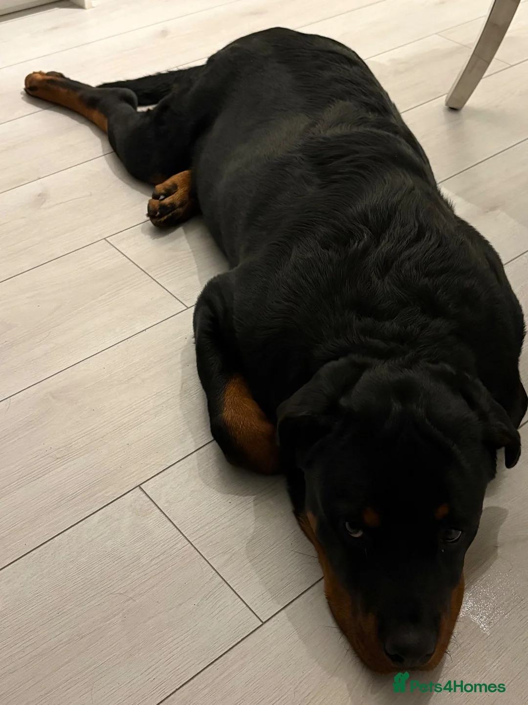 Rottweiler dogs for sale: Rottweiler  in Buckingham - Advert 1
