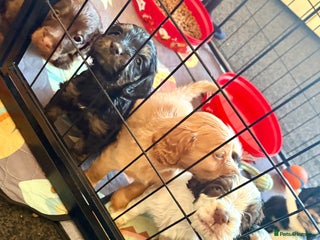 Cockapoo dogs F1B cockerpoo’s ready to leave 22nd January - Advert 19