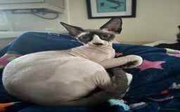 Sphynx cats for sale: 2 female sphynx cats - Image 6