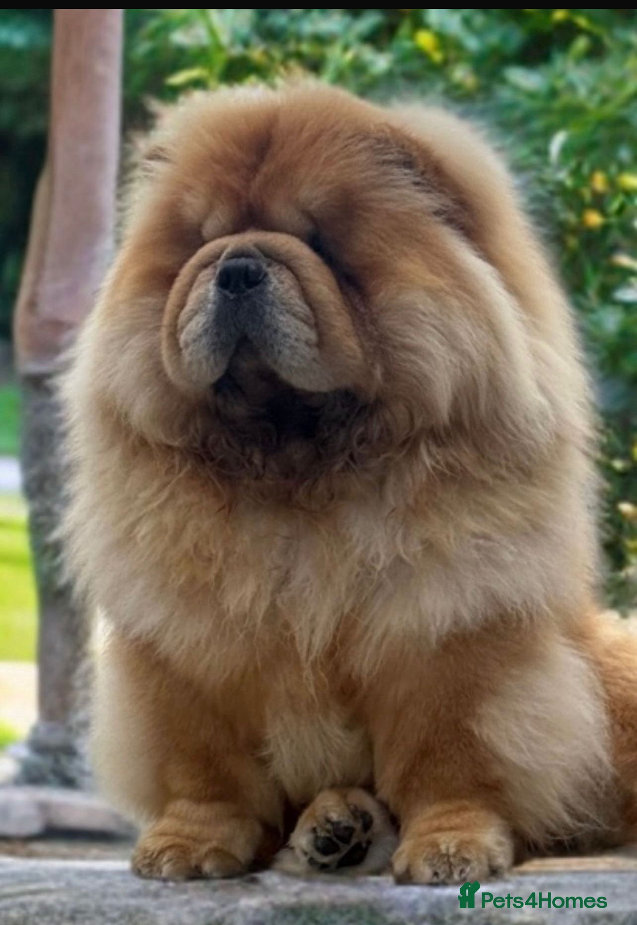 Chow Chow dogs 🧸🧸Beautiful Chow Chow Puppies🧸🧸 - Advert 3