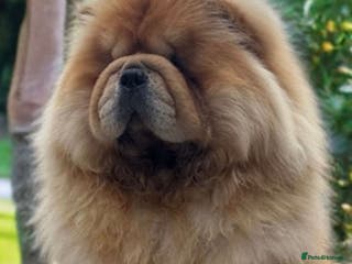 Chow Chow dogs 🧸🧸Beautiful Chow Chow Puppies🧸🧸 - Advert 3
