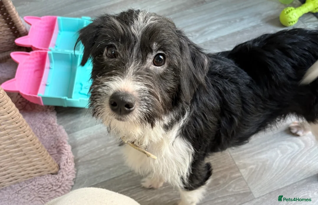 Jackapoo dogs for sale: Jackapoo 9 months  in Stourport-on-Severn - Advert 4