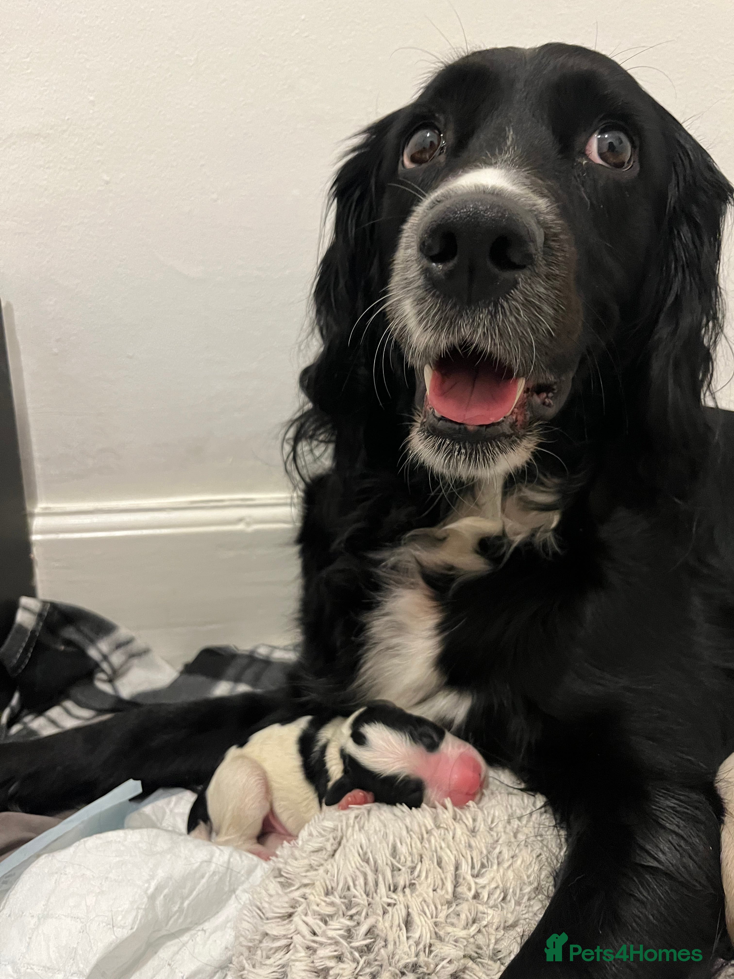 Mixed Breed dogs Spangold puppies - Advert 1