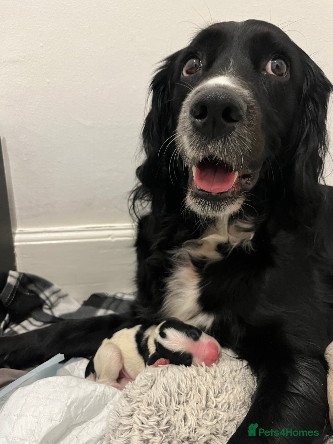 Mixed Breed dogs for sale: Spangold puppies - Advert 1