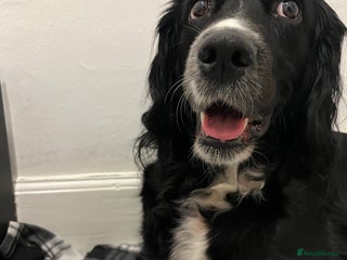 Mixed Breed dogs Spangold puppies - Advert 13