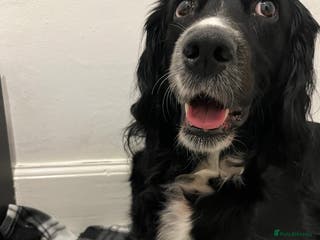 Mixed Breed dogs Spangold puppies - Advert 17