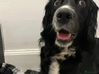 Mixed Breed dogs Spangold puppies - Advert 16