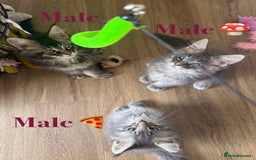 Maine Coon cats for sale: Beautiful pedigree maine coons, open to offers - Image 13