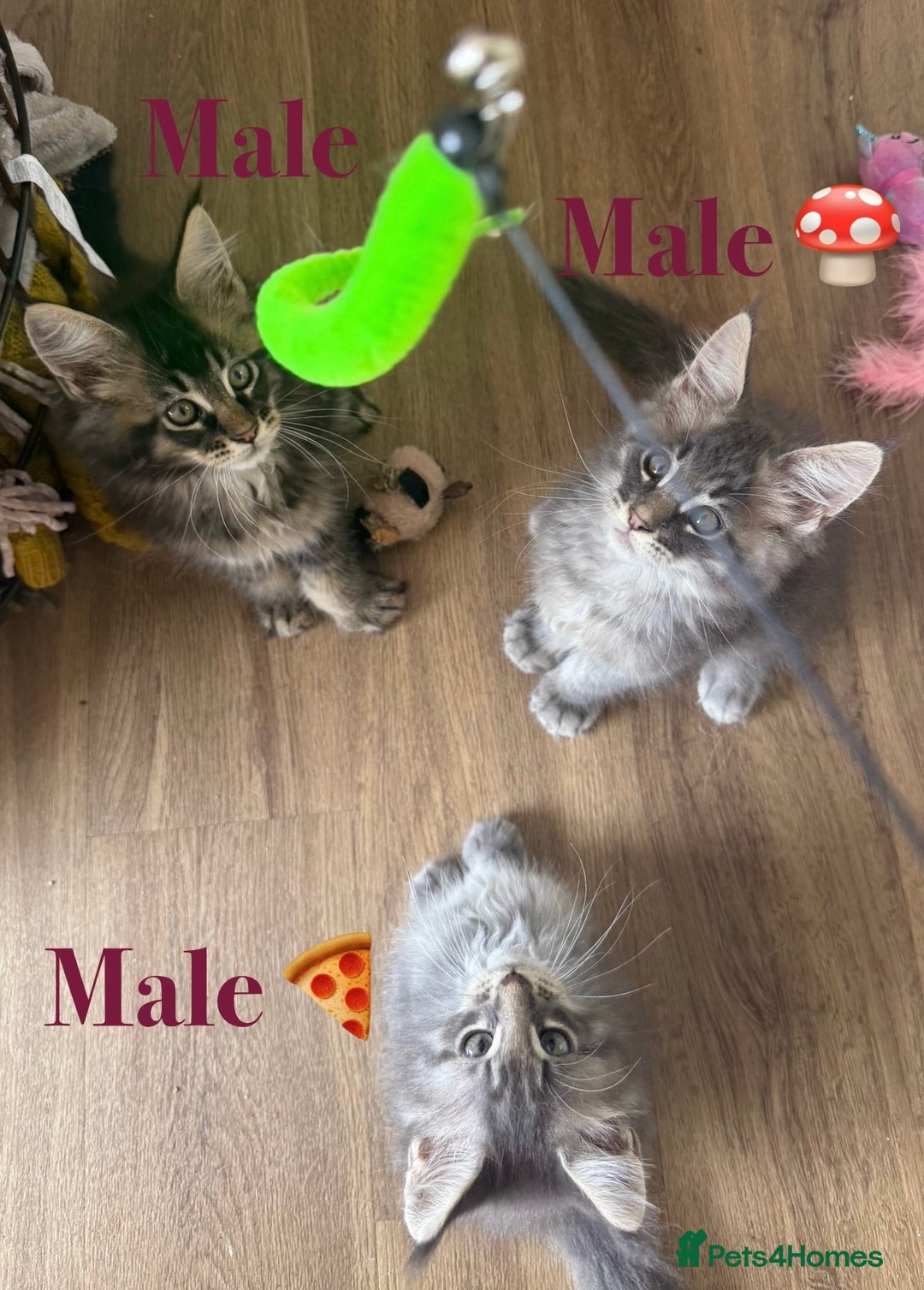 Maine Coon cats for sale: Beautiful pedigree maine coons, open to offers - Image 13