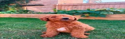 Mixed Breed dogs for sale: Outstanding litter of double doodles  - Advert 4