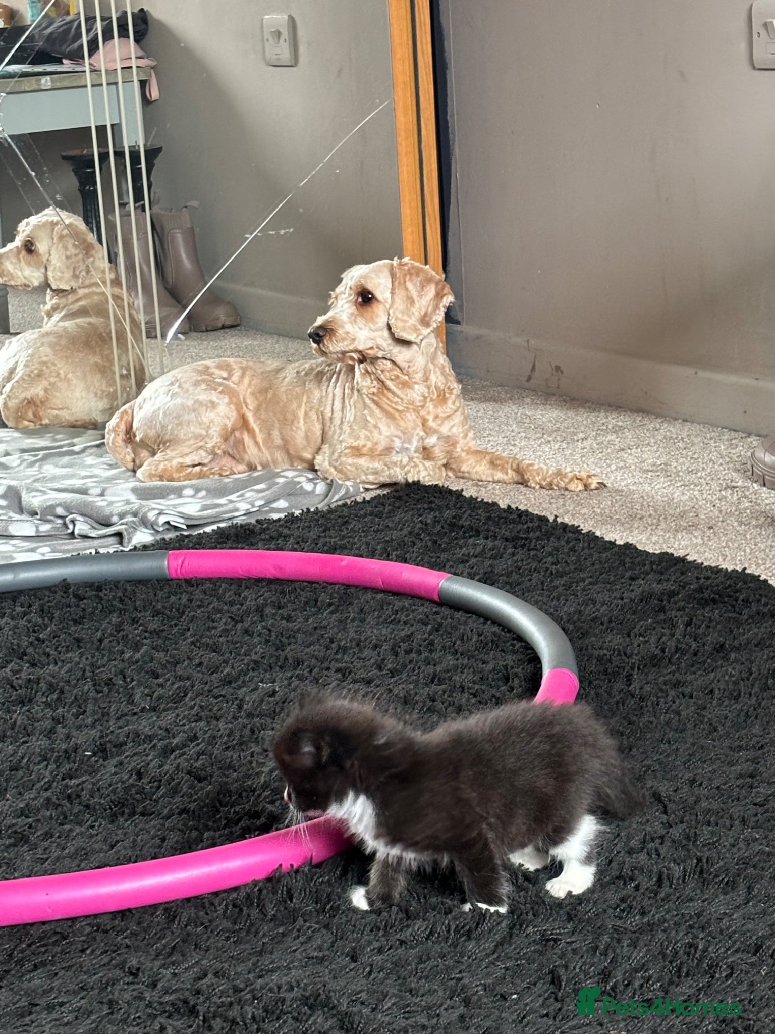 Mixed Breed cats for sale: Ragdoll x  in Warrington - Advert 7