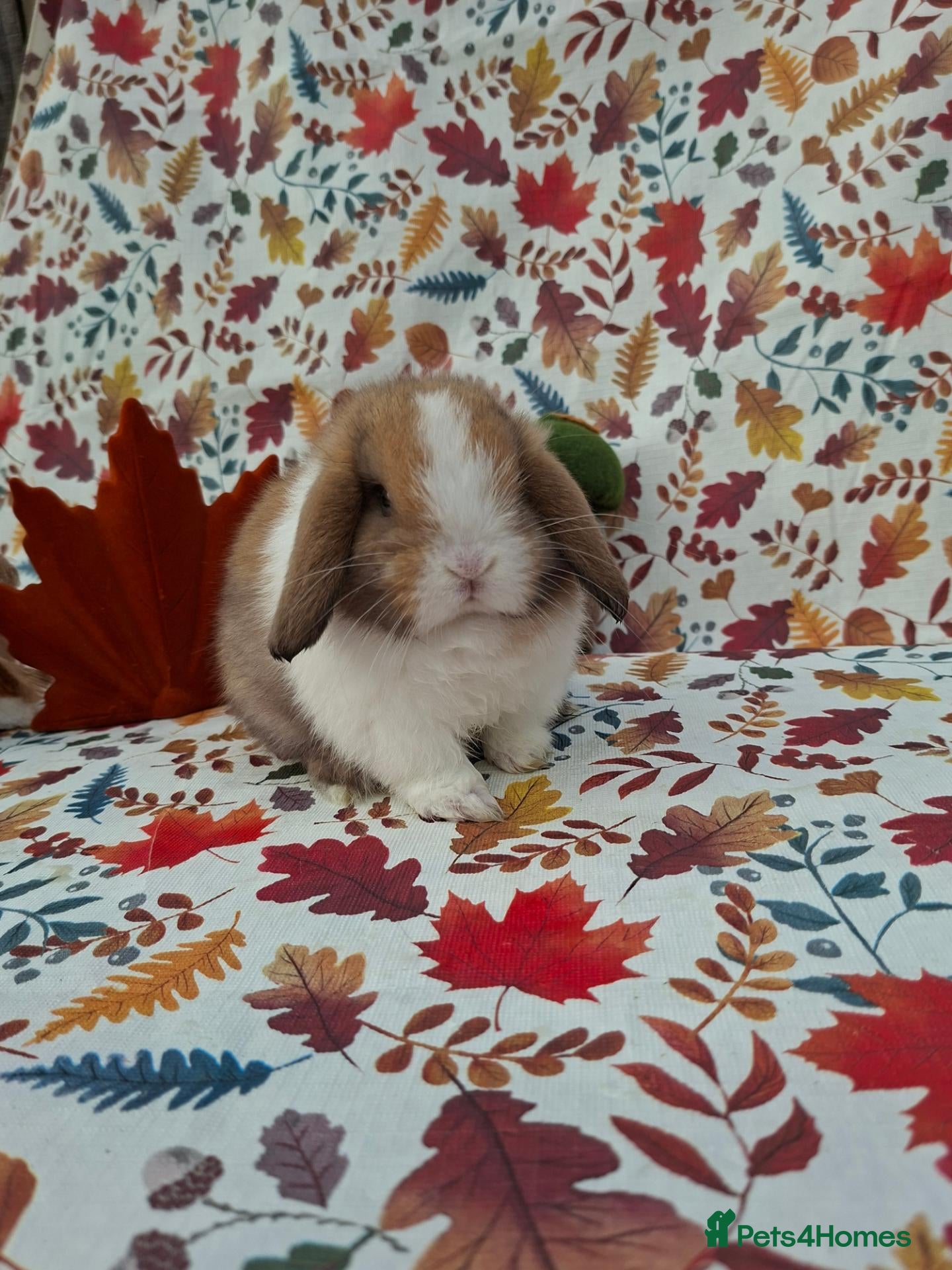 Mini Lop rabbits for sale: Beautiful Mini Lop Babies Ready from 25th Oct - Advert 16