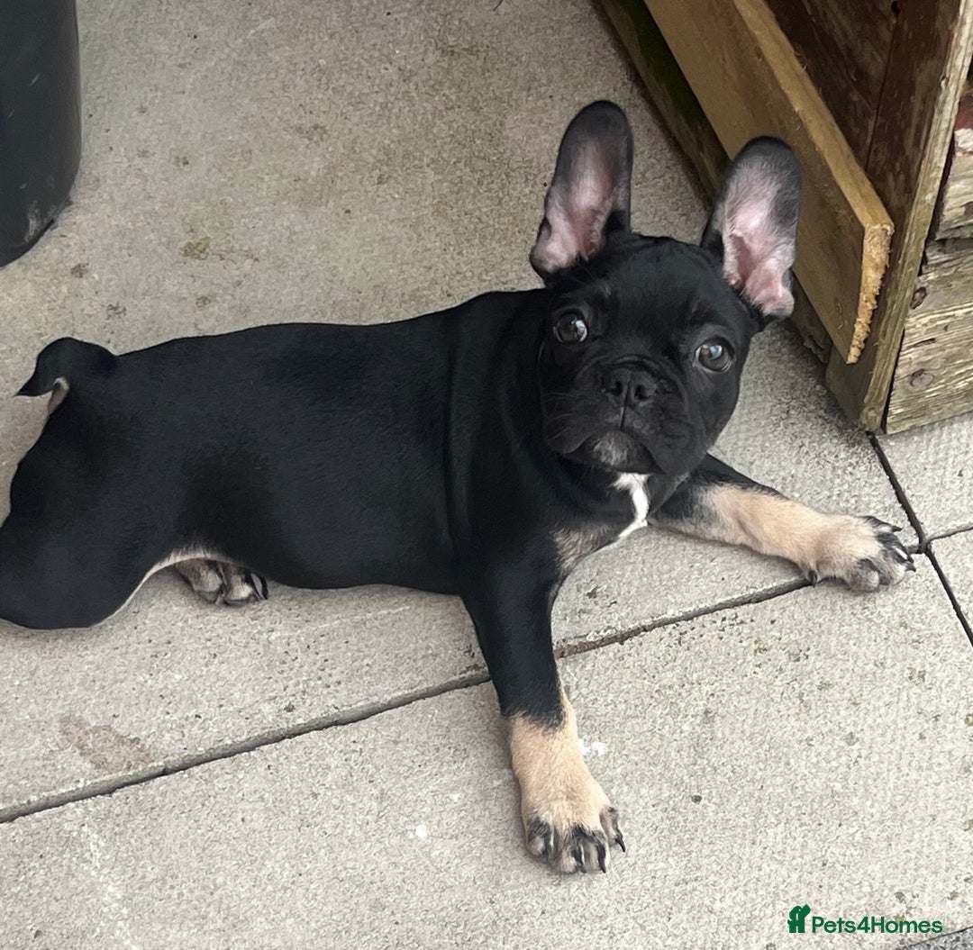 French Bulldog dogs for sale: Beautiful tiny girl Frenchie  - Image 4