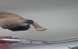 Pug dogs for sale: chipped✔️ 1st vac✔️ 2nd vac✔️ vet health check✔️  - Image 11