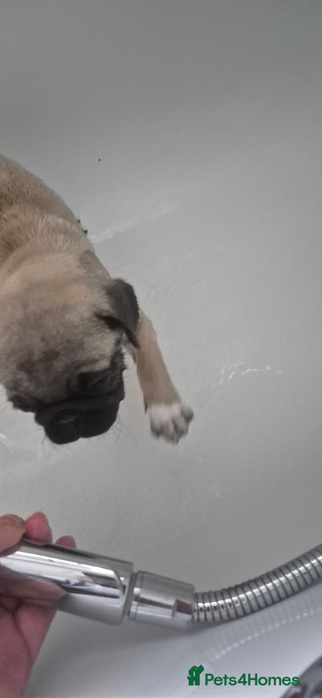 Pug dogs for sale: chipped✔️ 1st vac✔️ 2nd vac✔️ vet health check✔️  - Image 11