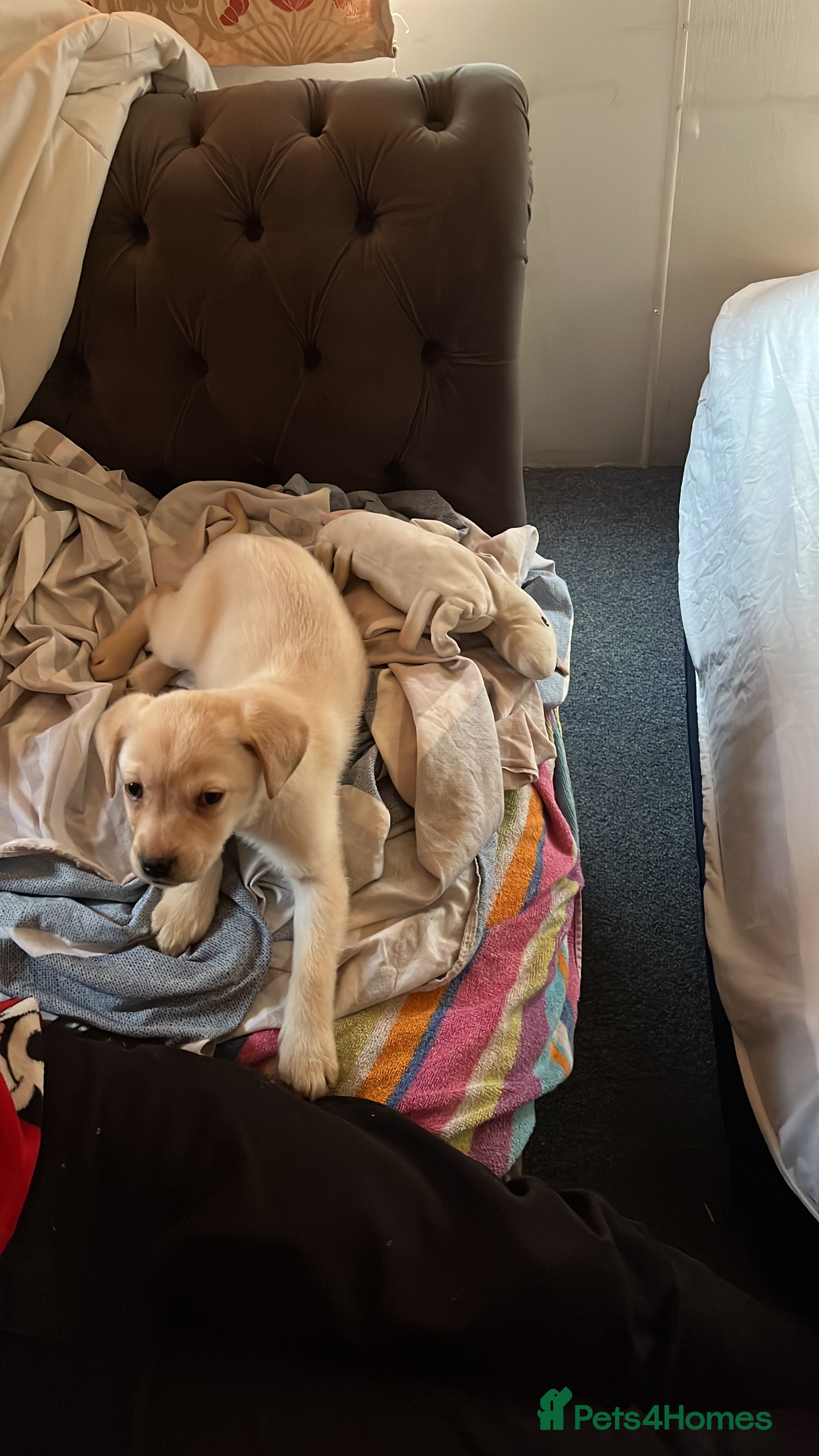 Labrador Retriever dogs Labrador puppys - Advert 1