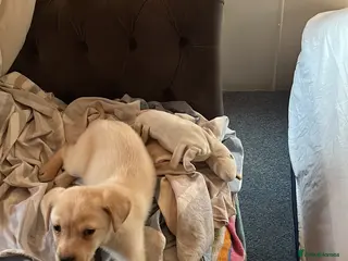 Labrador Retriever dogs Labrador puppys - Advert 1