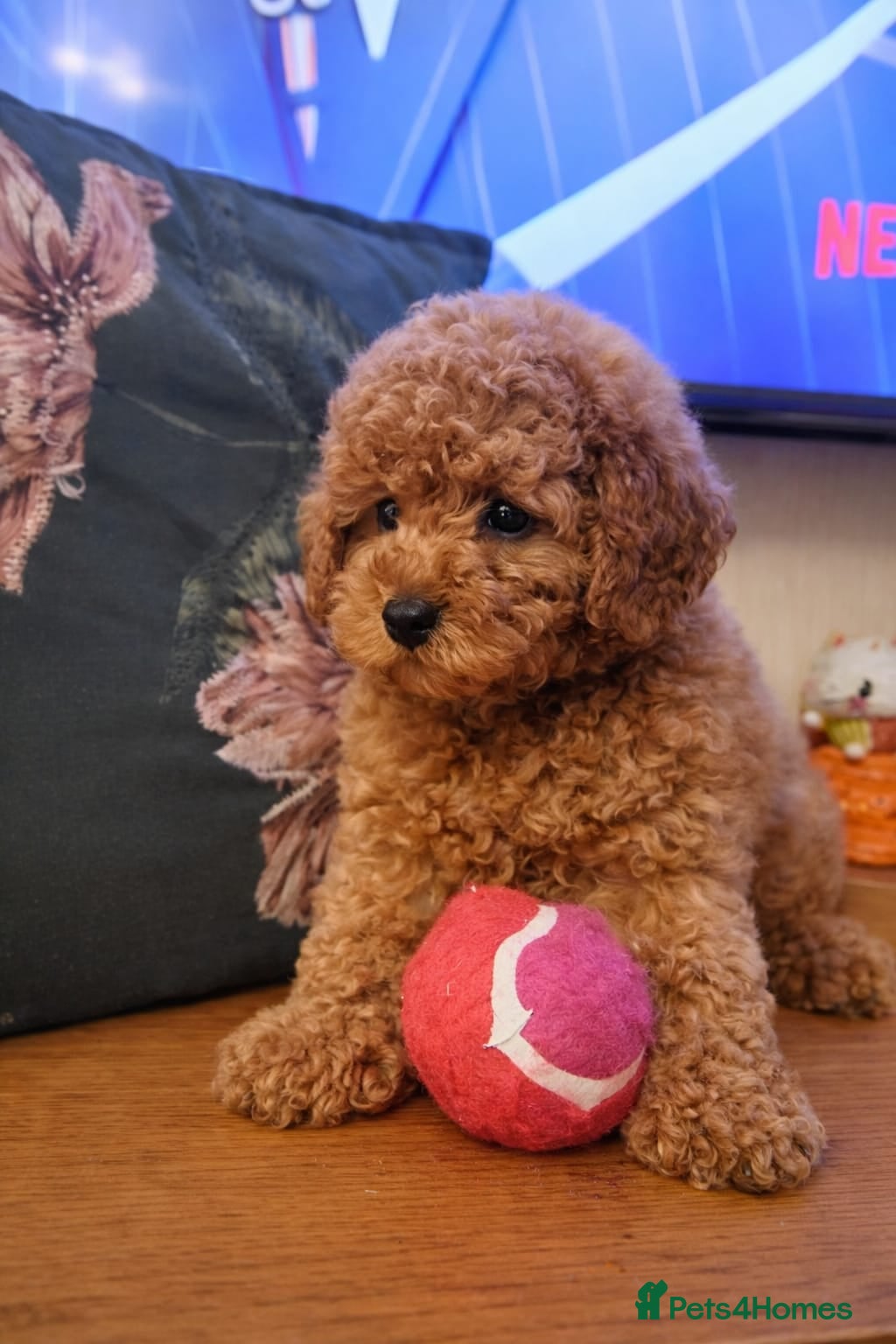 Toy Poodle dogs  TOY POODLE KC 5 GENERATION PEDIGREE - Advert 3