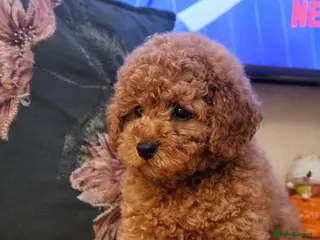 Toy Poodle dogs TOY POODLE KC 5 GENERATION PEDIGREE - Advert 11