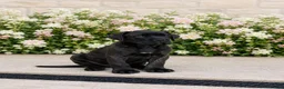 Cane Corso dogs for sale: *Ready Now* Last Girl Champion Bloodline  - Advert 7