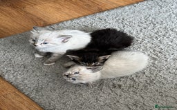 Mixed Breed cats for sale: Friendly kitten for sale - Image 9