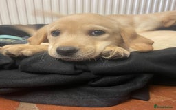 Labrador Retriever dogs for sale: Beautiful Andrex Labrador Puppy’s  - Image 7