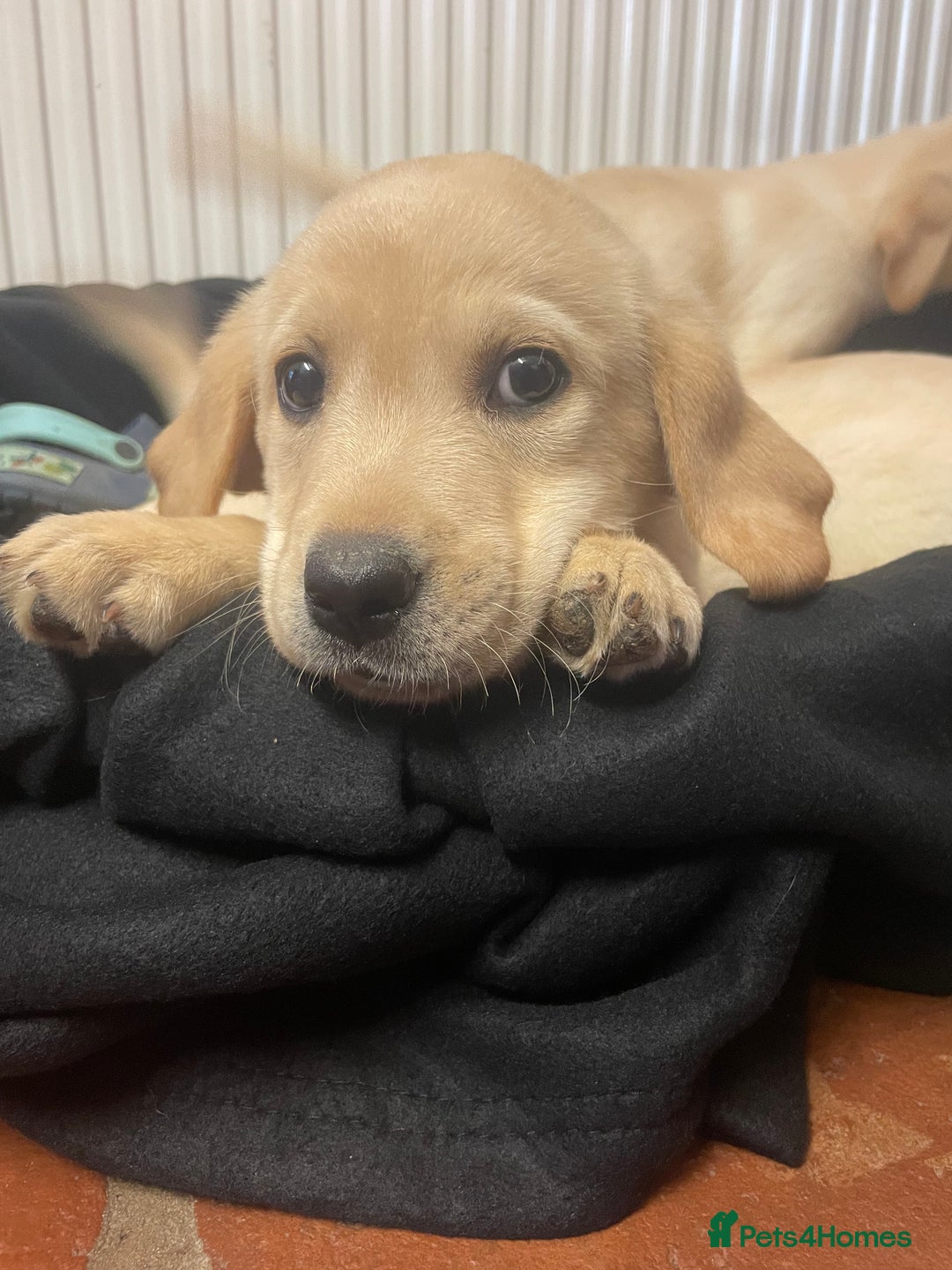 Labrador Retriever dogs for sale: Beautiful Andrex Labrador Puppy’s  - Image 7