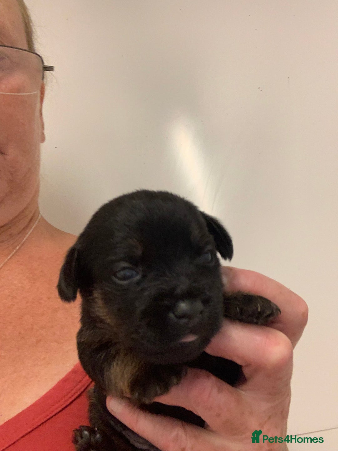 Border Terrier dogs for sale: Quality litter KC Border Terrier pups slem clear - Image 12