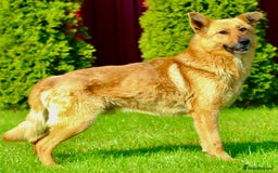 German Shepherd dogs for adoption: Ridgey – The Dog They Left Behind - Image 12