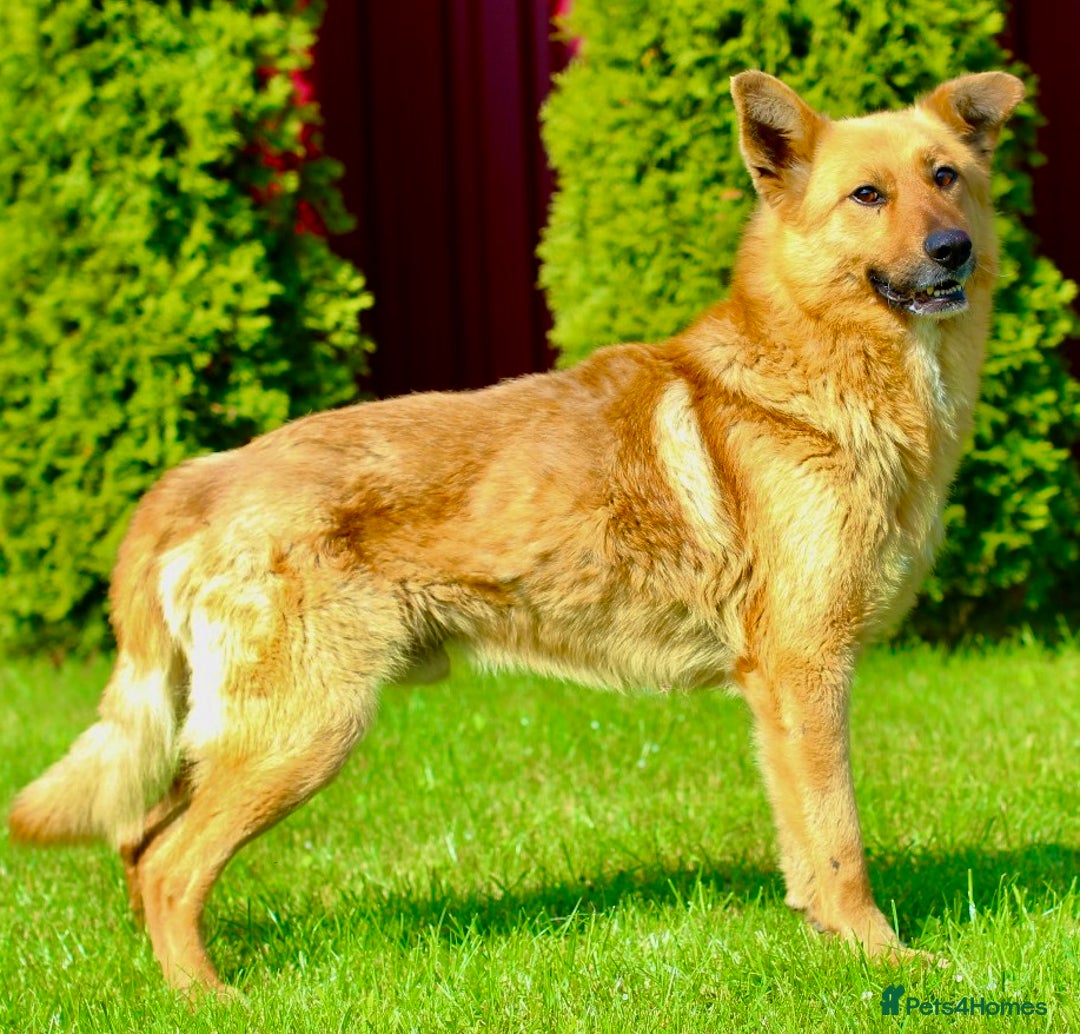 German Shepherd dogs for adoption: Ridgey – The Dog They Left Behind - Image 12